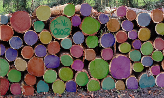 Verschiedene Holzstämme liegen gestapelt auf einem Haufen in einem Wald. Die abgesägten Enden sind jeweils in verschiedenen Farben eingefärbt.