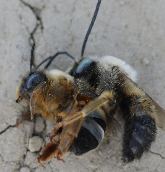 Zwei tote Bienen liegen nebeneinander auf dem trockenen Asphalt.