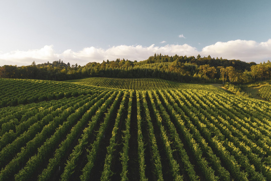 Landschaftsaufnahme von Weinbergen im Sommer.