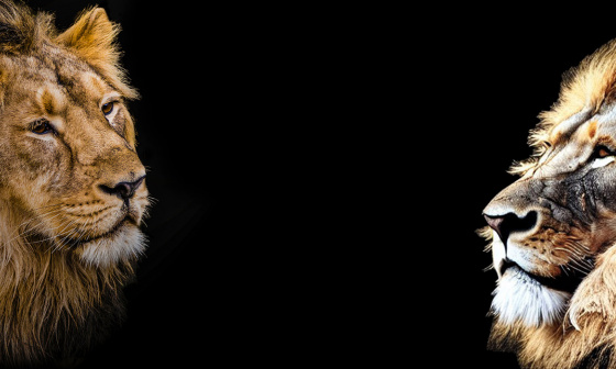 Zwei Löwen vor einem schwarzen Hintergrund. Einer ist echt und einer künstlich erzeugt.