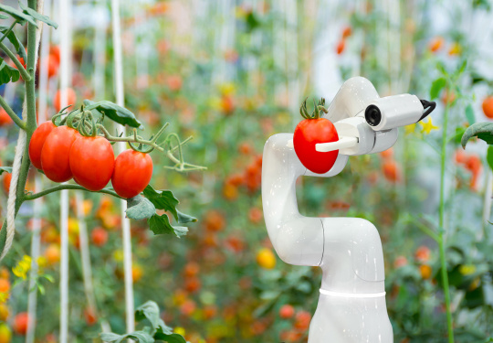 Ein Roboterarm pflückt reife Tomaten.