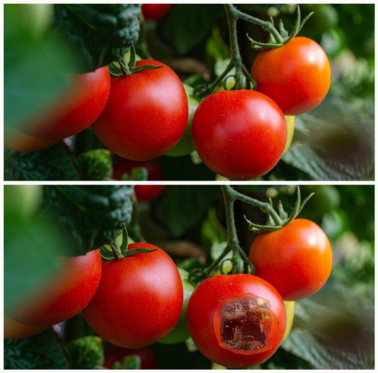 Eine Collage von zwei Tomatenrispen. Die eine ist gesund, auf der anderen ist ein Defekt zu erkennen.