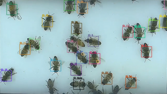 Bienen werden im Bienenstock von einer Bildverarbeitungslösung gezählt.