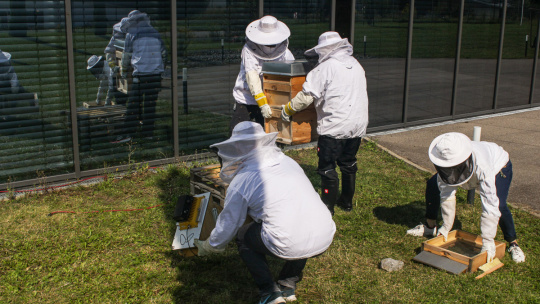 Ein Bienenstock auf dem Firmengelände der IDS Imaging Development Systems GmbH.