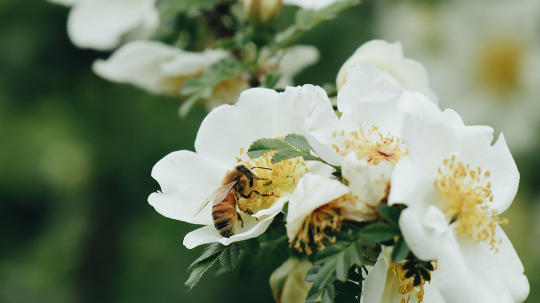 Eine Biene saugt Nektar aus einer Blüte an einem Baum.